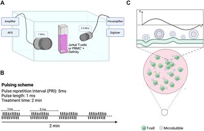 Immunomodulation of human T cells by microbubble-mediated focused ultrasound